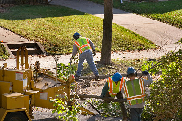 How Our Tree Care Process Works  in  Baldwin City, KS